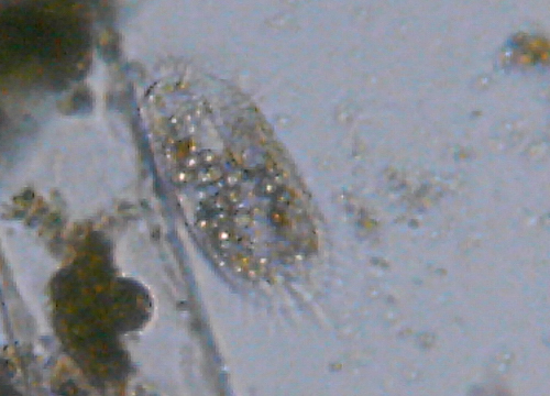 Microscopia delle acque astatiche del Bosco di Foglino